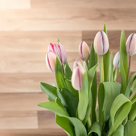 Osrodek Wypoczynkowy Swallow Grzybowo (West Pomeranian)