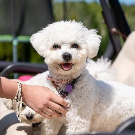 Osrodek Wypoczynkowy Swallow Appartamento *