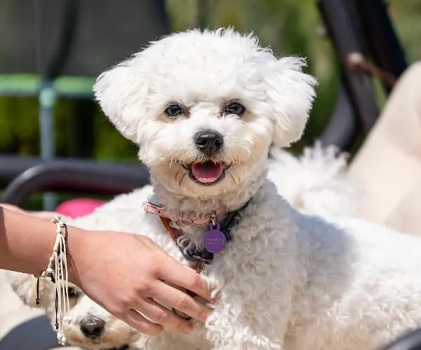 Osrodek Wypoczynkowy Swallow 公寓 *